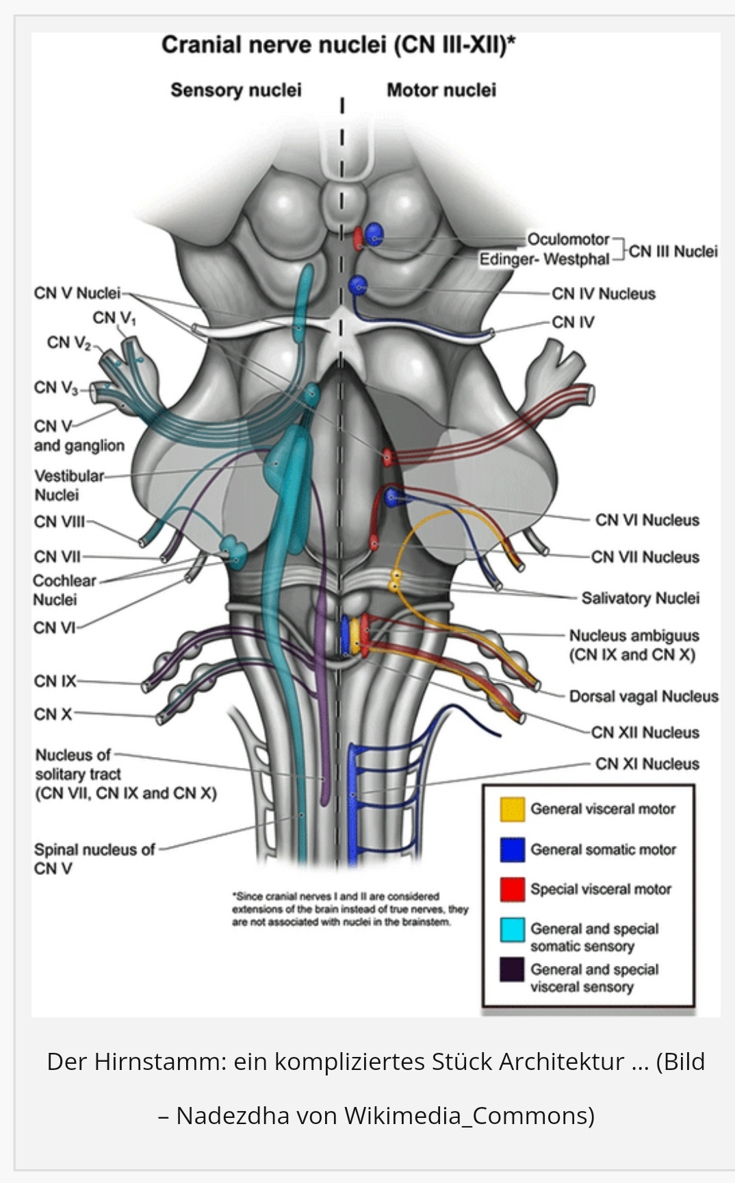 healthrising Hirnstamm