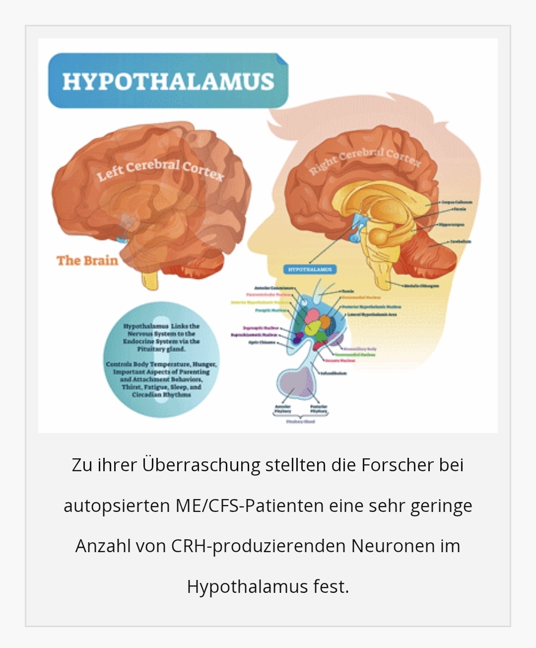 Healthrising HPA Achse