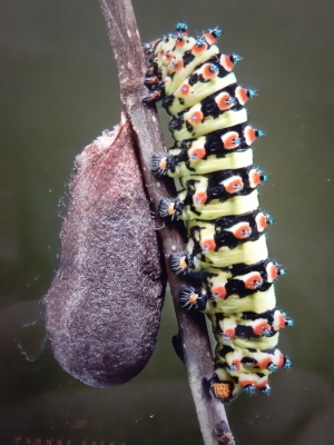 "Kokon" von Inga Ewert