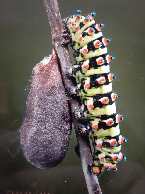 "Kokon" von Inga Ewert