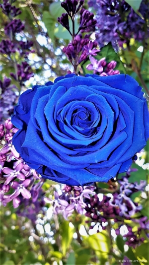 Blaue Rose &ndash; Gedicht des Trostes