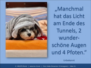 Seelenbalsam auf vier Pfoten