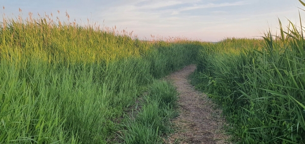 Gefallene W&uuml;rfel