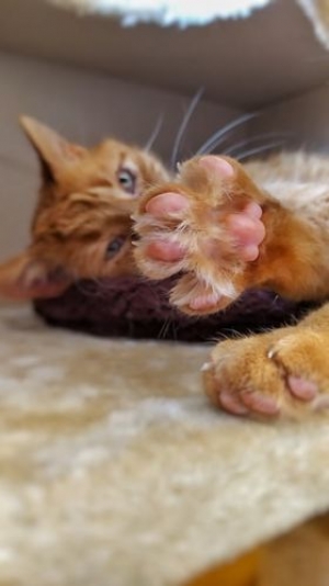 Meine Fatigue der Kater