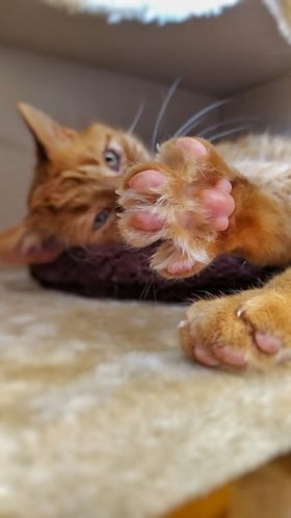 Meine Fatigue der Kater