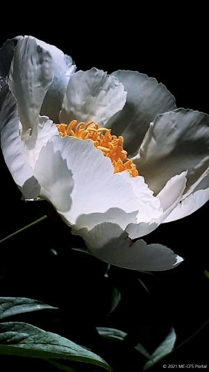 Umgang mit Schmerz, Angst und Leid