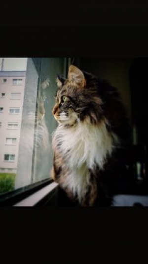 Marie mit Gismo, Django und Milow