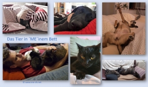 Das Tier in `ME&acute; inem Bett